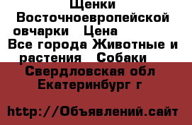 Щенки Восточноевропейской овчарки › Цена ­ 25 000 - Все города Животные и растения » Собаки   . Свердловская обл.,Екатеринбург г.